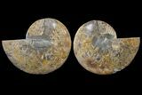 Bargain, Cut & Polished Ammonite Fossil - Madagascar #148039-1